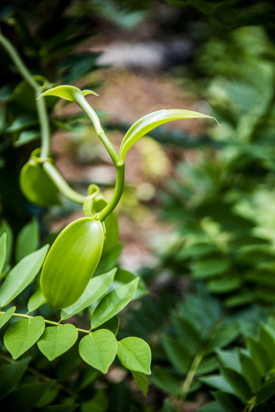 Beans of Hope 2